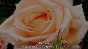 Роза Версилия