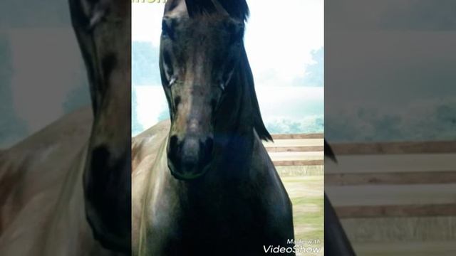 Фотки лошадей смотреть онлайн