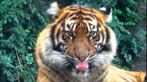 Стишок про тигра.