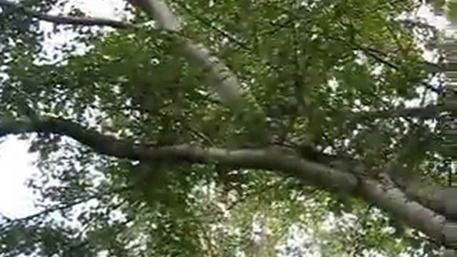 ПТИЧЬИ ТРЕЛИ 5. СОЛОВЕЙ И СОРОКИ.avi