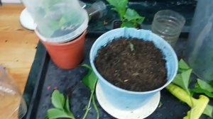 Как РАЗМНОЖАТЬ ГОРТЕНЗИЮ черенками