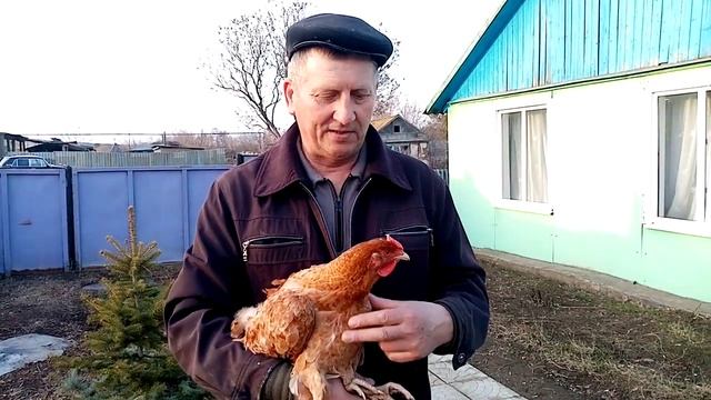 Первое яйцо от Царскосельской курочки!!!!