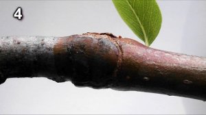 Результаты прививок прививочным секатором. Яблоня.