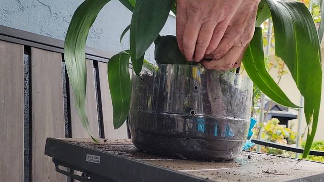 Орхидея Камбрия, пересадка,уход,цветение. Orchids Cambria. смотреть онлайн