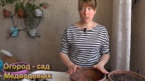 Клубневая бегония проснулась -  что важно на данном этапе