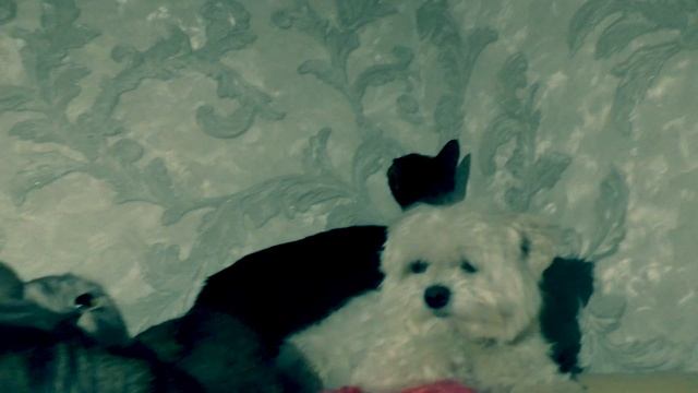 ЗВЕРОДЕТИ В ОПАСНОСТИ... СКОРО... смотреть онлайн