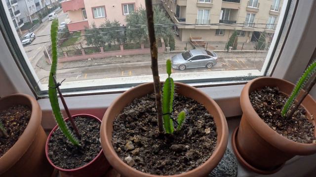 Разница между Покупной и Обычной землёй