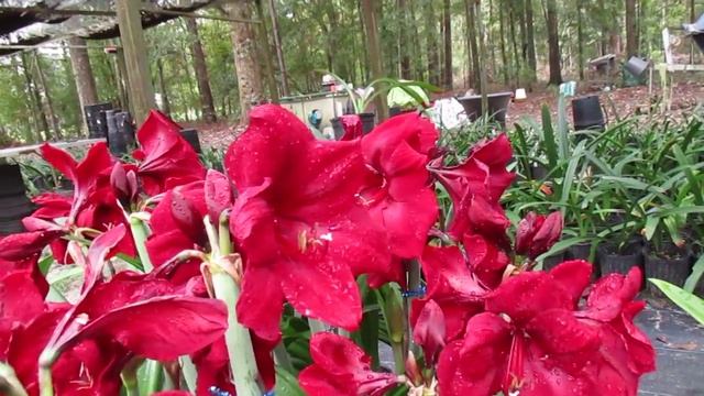 amaryllis Hippeastrum Royal Velvet vs Red Lion смотреть онлайн