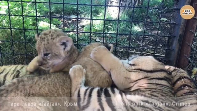 Неугомонный тигрёнок. Тайган. Крым. Restless tiger. Taigan. Crimea. смотреть онлайн
