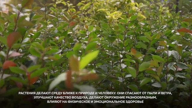 Многоуровневое озеленение жилого комплекса "Олимп". Октябрь 2021 г.