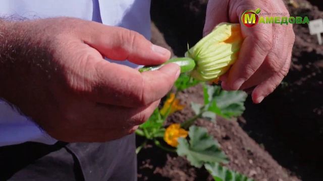 Резкие перепады температуры: как помочь кабачкам и патиссонам?