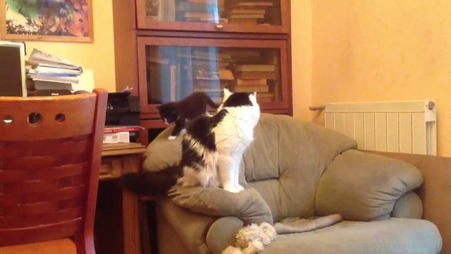 Кот и котенок смотреть онлайн