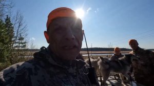 Охота на медведя с лайками.