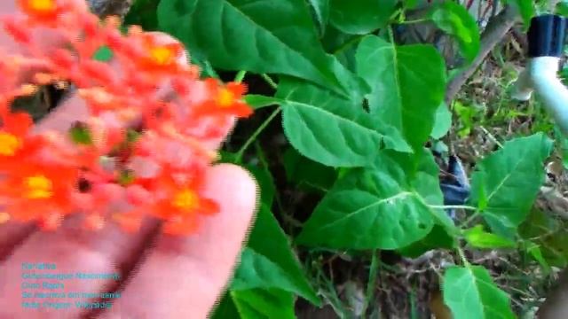 Jatropha Podagrica - planta do ventre de Buda Flores Bonitas смотреть онлайн