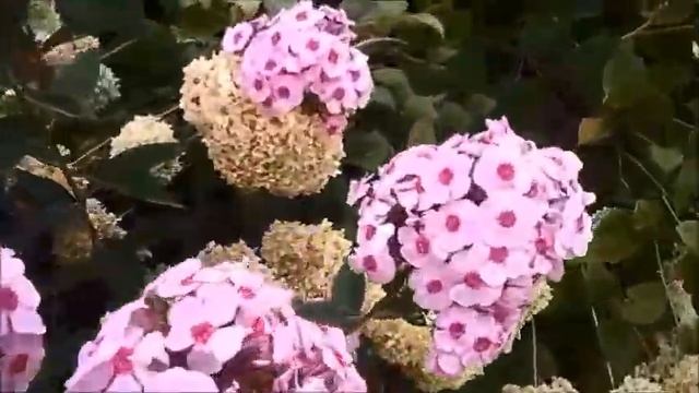 Яркие пушистые соцветия в саду. Это  Флоксы!