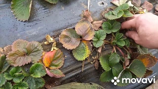 как зачистить клубнику весной . смотреть онлайн