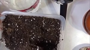 Вьющаяся сирень Посев семян