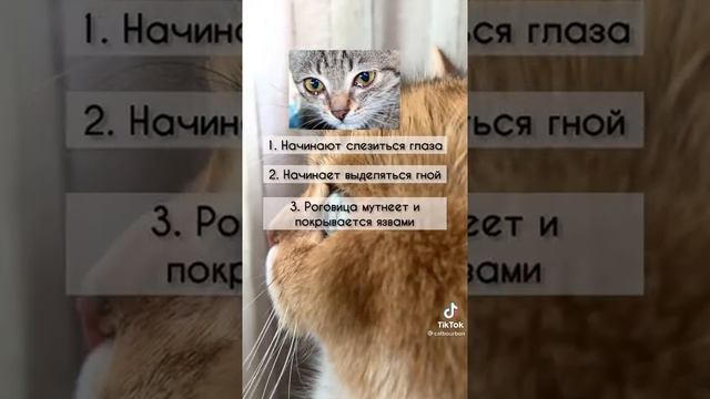 ТЕЛЯЗИОЗ! #золотаяшиншилла