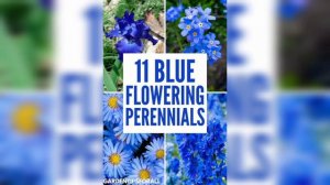 How to grow Blue daisy flower in garden| how to grow care and blue daze|how to grow Blue daze flowe