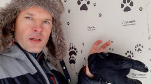 Следы каких зверей можно встретить в Петербурге и области зимой?