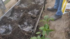 Томаты, перец, баклажаны ! Сажаем в теплицу.