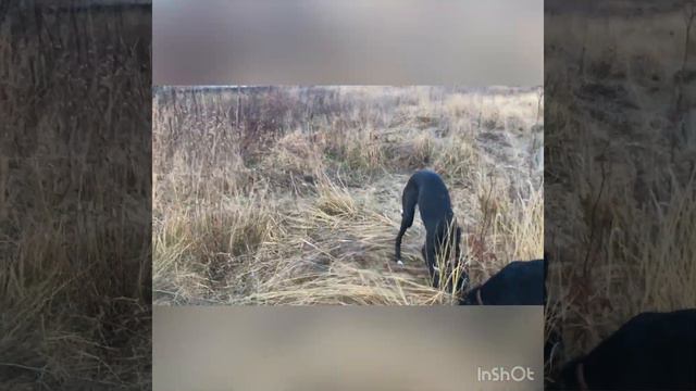 Осень.Прогулка по полям с Грейхаундами. смотреть онлайн