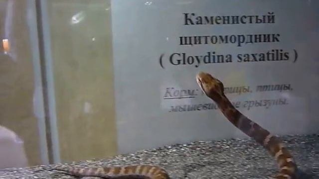 каменистый щитомордник