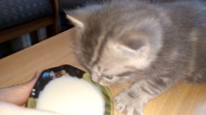 Как приучить котенка к корму, для котят надо есть корм