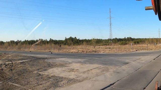 Тетерева токуют прямо на дороге
