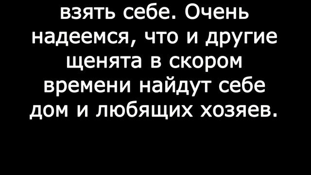 Милые щенки дворняжки одни в лесу  Щенки дворняги Бездомные собаки  МАЛЕНЬКИЕ ЩЕНКИ ДВОРНЯГИ