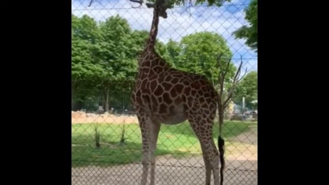 Венский зоопарк. Белый медведь, слон и жираф смотреть онлайн