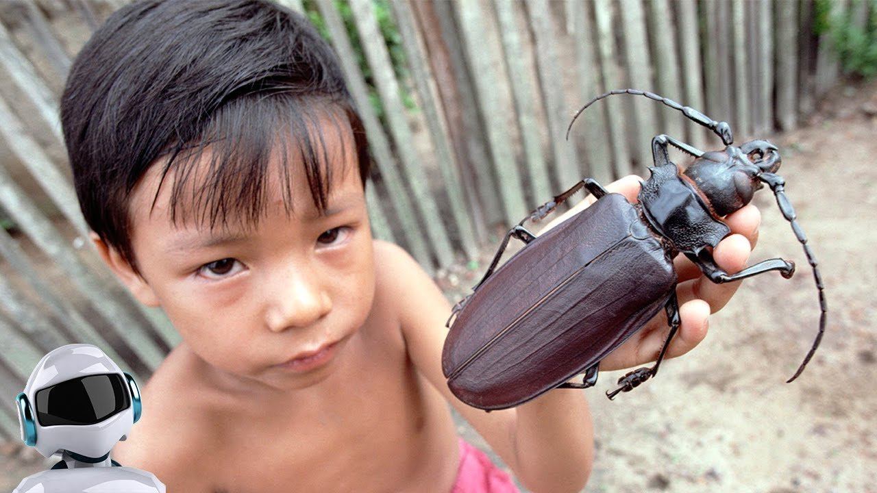 фото самого опасного насекомого