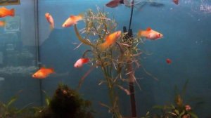 Пецилия Сансет, Пецилия высокоплавничная сансет (Xiphophorus maculatus)