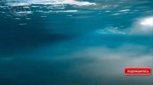 Дельфинотерапия .Исцеляющие звуки дельфинов звуки океана.Релаксация . Медитация.