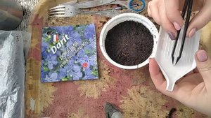 Лобелия. Мультидраже. Как посеять