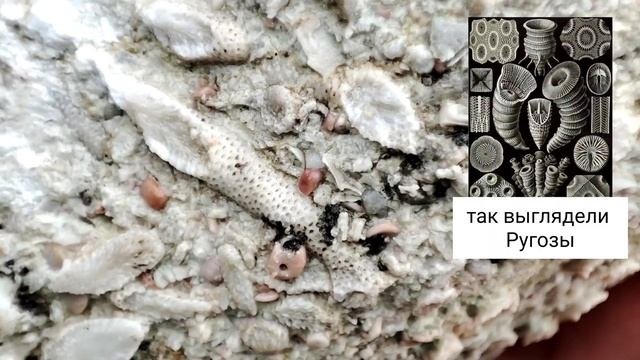 Поиск окамелостей в Калининградской области , поиск вымерших животных.