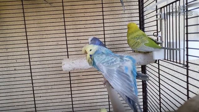 🐦Пение птиц || On Line общение о птицах в чате