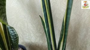 Сансевьерия. Размножение. Ответ на вопрос