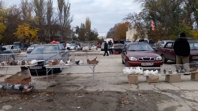 выставка декоративной птицы пос.Нижнегорский 27.09.18г смотреть онлайн