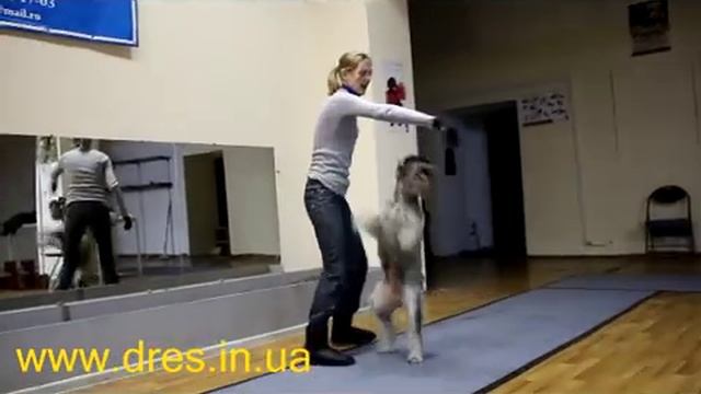 Почему собака не подходит по команде ко мне смотреть онлайн