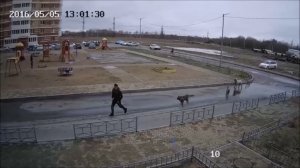 Хабаровск. Нападение бродячих собак (05.05.2016 г.)