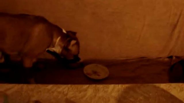 амстаффы Ценный Приз: встречаем Новый год-2013! смотреть онлайн