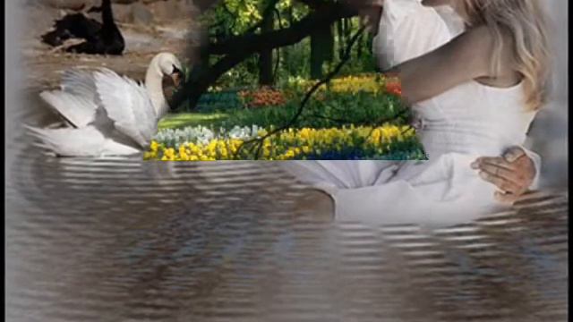 Лебединая верность. смотреть онлайн