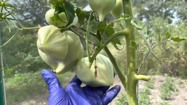 Самые вкусные сердцевидные томаты в моей теплице. смотреть онлайн