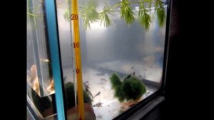 температура в аквариуме для креветок