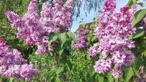 Сирень Президент Пуанкаре  2022г.