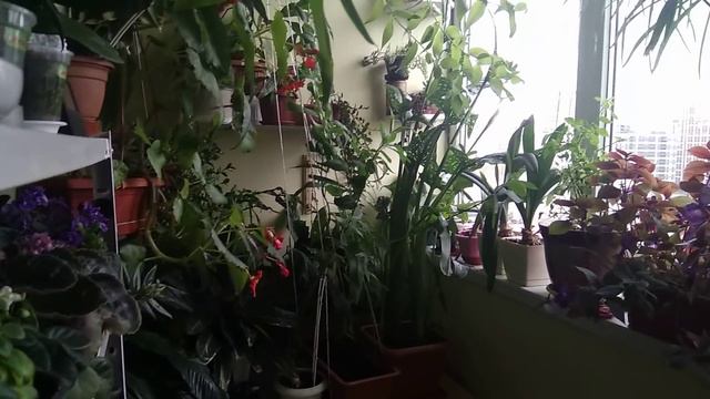 28.06.2019.Цветочные новости😏😉вернее обзор🌹🌵🌼 смотреть онлайн