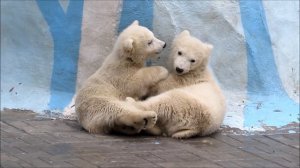 Медвежата укладываются спать 29.04.19