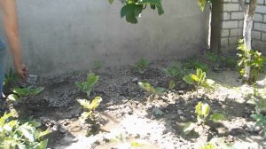 дрожжи ЧУДО УДОБРЕНИЕ подкормка рассады баклажанов