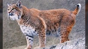 Топ  5 самых красивых животных мира.